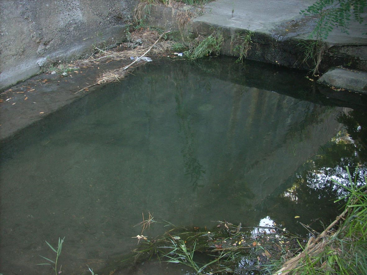 Rio Salivoli (Piombino) - rospi smeraldini in citt!